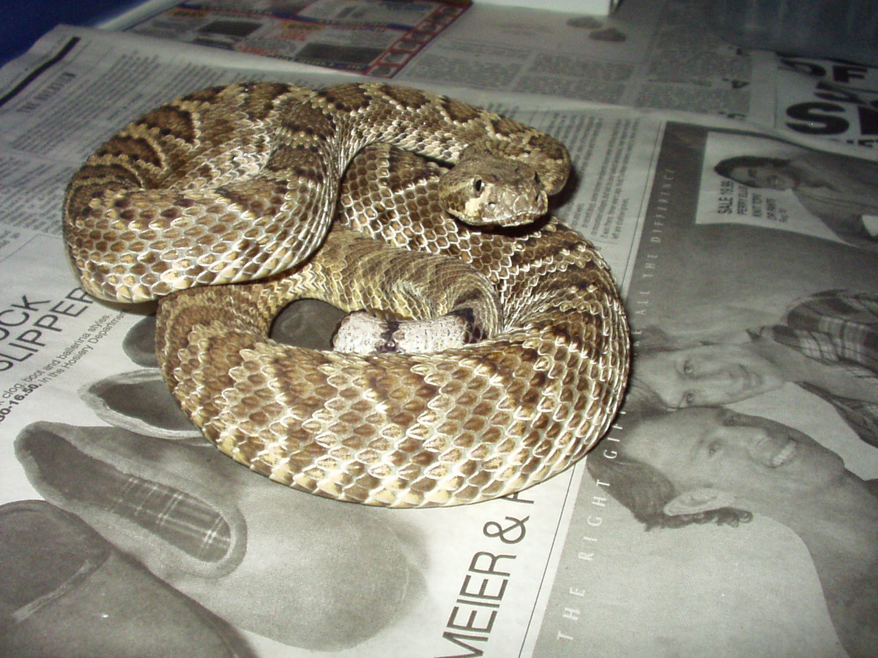 Mojave RattleSnake 4.JPG [275 Kb]